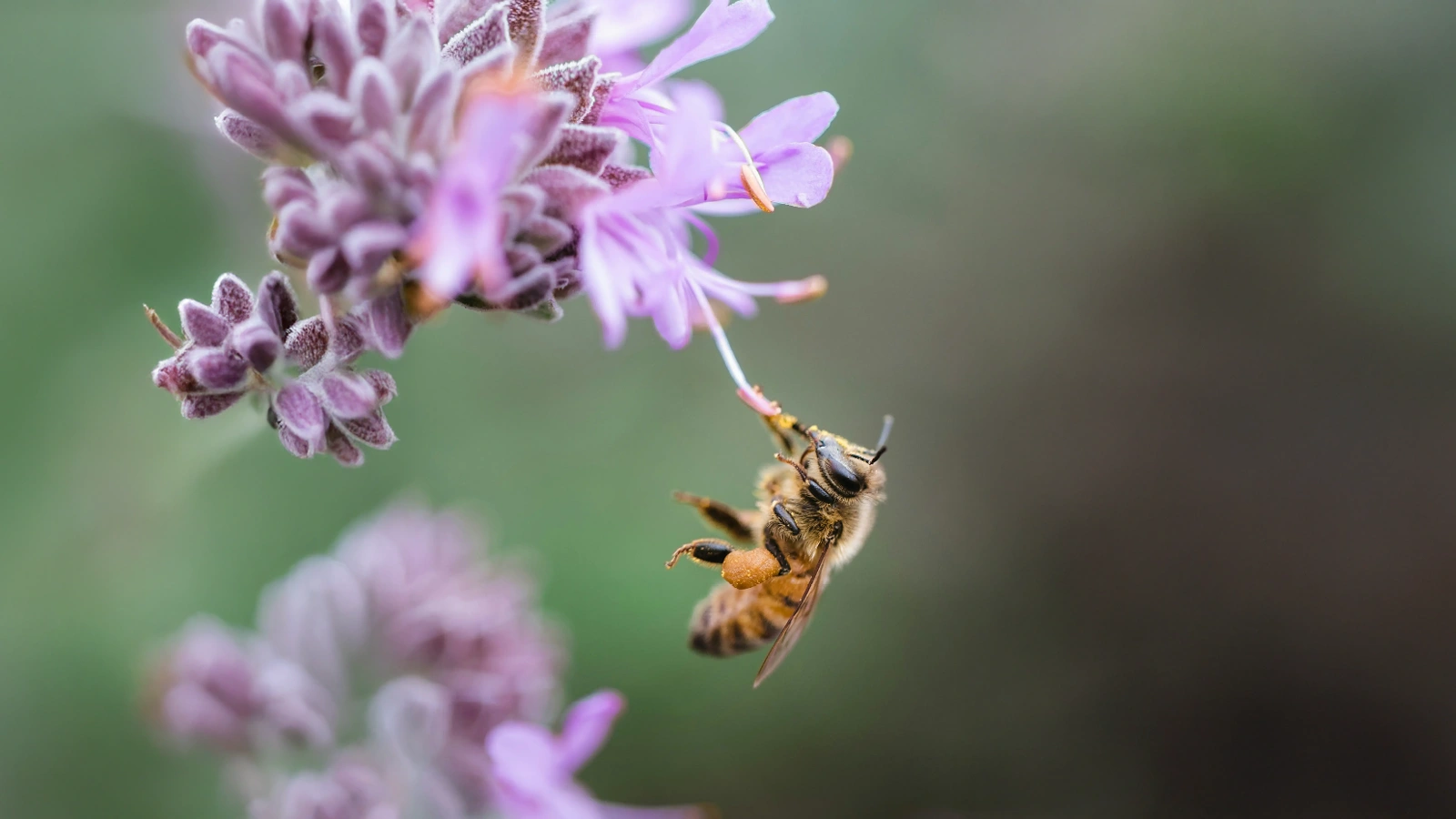 Biene die auf einer Blume sitzt